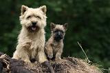 CAIRN TERRIER 378